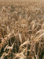 В Україні прогнозують скорочення виробництва зернових на 12 млн тонн