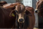 Україна збільшила експорт живої великої рогатої худоби на 6,3% у 2026 році