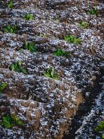 Аграрії України завершують посів озимих культур